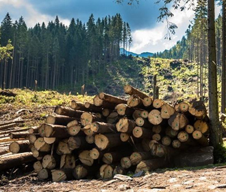 Еврокомиссия ожидает окончательного решения по лесу до конца 2020г