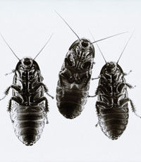 Ученые создали робота-таракана