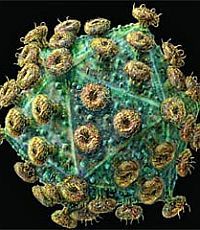 Ученые выяснили, как вирус СПИДа обманывает иммунные клетки