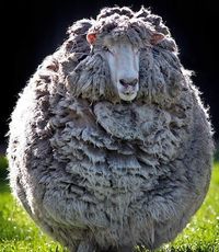 В Испании более тысячи овец сбежали от заснувшего пастуха