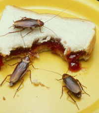 Новый аналог антибиотиков можно будет создать из тараканов и саранчи