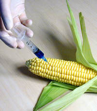 Рада приняла в первом чтении закон, разрешающий ввоз продукции с ГМО для научных целей