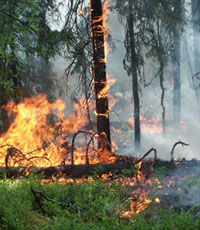 Огонь с горящей нефтебазы под Киевом перекинулся на лес