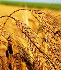 В этом году урожай зерновых ожидается хуже, чем в прошлом