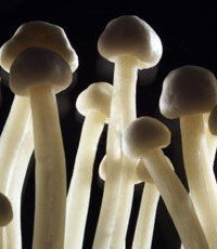 Ученые: галлюциногенные грибы порождают в мозге случайные связи