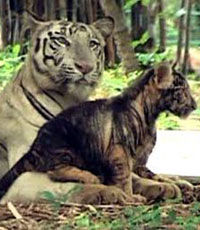 В индийском зоопарке белый тигренок сменил окрас