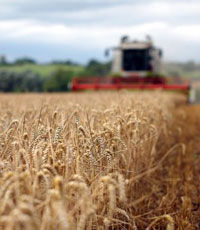 Урожай зерновых на Украине в 2015 г. ожидается на уровне 59,1 млн. тонн