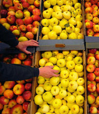 Польша увеличила экспорт яблок в Украину в шесть раз