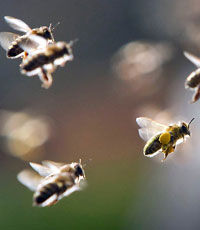 В гибели пчел в США обвинили Европу