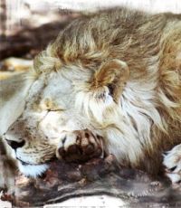 День свободы для львов и дайверов (фото, видео)