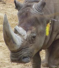 Последнему самцу северного белого носорога дали круглосуточную охрану