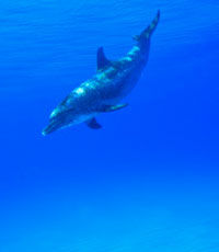 Более 130 дельфинов выбросились на берег в Японии