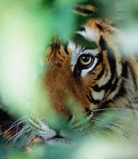 Сотрудник зоопарка, на которого напал тигр, находится в тяжелом состоянии