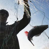 В Украине планируют создать "рыбный патруль"
