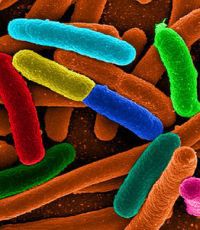 Бактерии активно общаются между собой