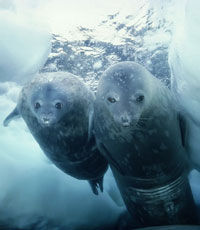 В норвежской роще нашли тюленя