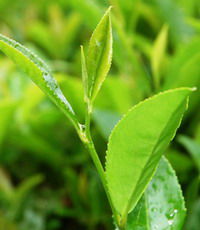 Зеленый чай - оружие против рака полости рта
