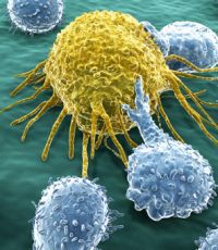 Ученые заставили иммунную систему людей атаковать раковые клетки