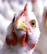 Украина стала третьим по объемам поставщиком курятины в ЕС