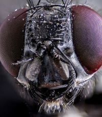 У мух-паразитов обнаружили «дискотеки»