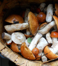 На Одесщине семь человек отравились грибами