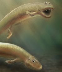 В Африке нашли останки кистеперой рыбы возрастом 360 млн лет