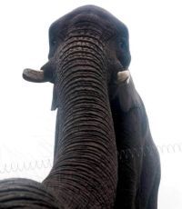 В Украине из грузовика сбежал слон