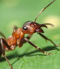 Созданы роботы по образу бабочек и муравьев (видео)