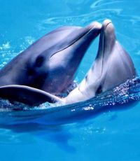 Из Крыма по поддельным документам попытались вывезти дельфинов