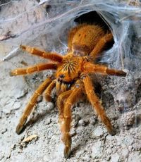 Страх перед пауками сформировался в ходе эволюции