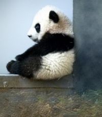Житель Китая получит $83 тыс. компенсации за нападение панды