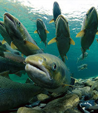 Сперма лосося поможет в добыче редкоземельных металлов