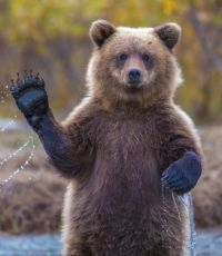 Бардо готова вывезти из Сочи медведей- алкоголиков