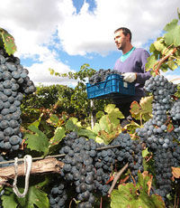 Крымские виноделы попросили ввести эмбарго на вино из Европы