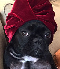 У собаки Леди Гаги появился собственный Instagram-аккаунт