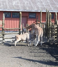 Антилопа забодала жирафа в норвежском зоопарке