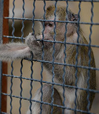 В Крыму обнаружены обезьяны-нелегалы из Украины