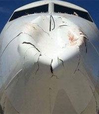 Птицы помяли нос «Боинга» Turkish Airlines