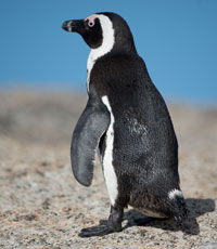 Сбежавший из зоопарка Тбилиси пингвин доплыл до Азербайджана