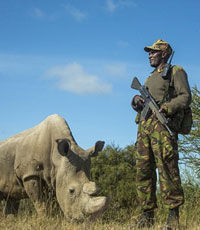 Последний на планете самец северного белого носорога ходит с охраной
