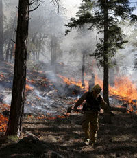 Под Киевом горят 19 гектаров леса