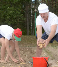 Лукашенко накопал 70 мешков картошки