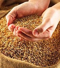 Отмена пошлин на экспорт зерна маловероятна – Минагропрод