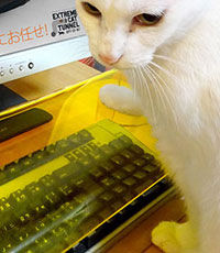В Японии придумали защиту клавиатуры от кошек