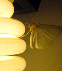 Ученые определили самые привлекательные для насекомых лампочки