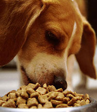 Как подобрать хороший сухой корм для собаки?