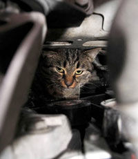 «Ниссан» напомнил водителям о кошках под капотом