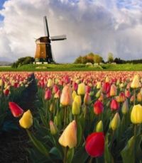 Нидерланды хотят изменить соглашение по ассоциации с Украиной