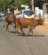 WSJ: в Индии хотят создать министерство коров