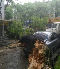 В Одессе дерево упало на два автомобиля